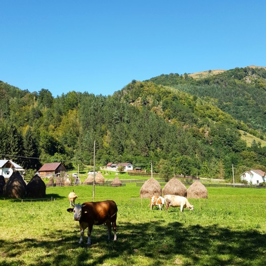 marisel cluj